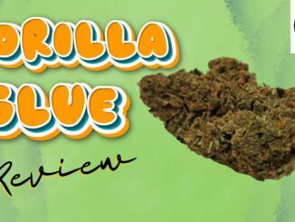 GORILLA GLUE de la familia CBDPREMIUM – Flor Cáñamo Review – Green Station CBD