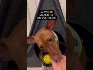 💚🐶 CBD Dog Treats Review: Zeus the Mini Pin’s Happy Hemp Adventure! 🌿🦴@zeus.theminpin  #madeintheusa