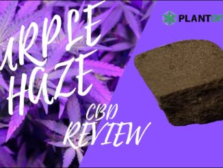 HASH PURPLE HAZE de PLANT OF LIFE – Hash Cáñamo CBD Review – Green Station CBD