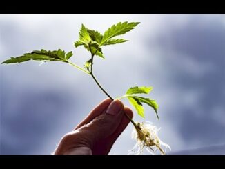 Cannabis News – Keeping Up with the CBD | Ep. 395 | 05-10-2019