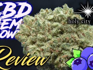 Holy City “Blueberry” Hemp Strain Review | CBD Hemp Flower Review