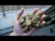 is CBD WEED worth it?