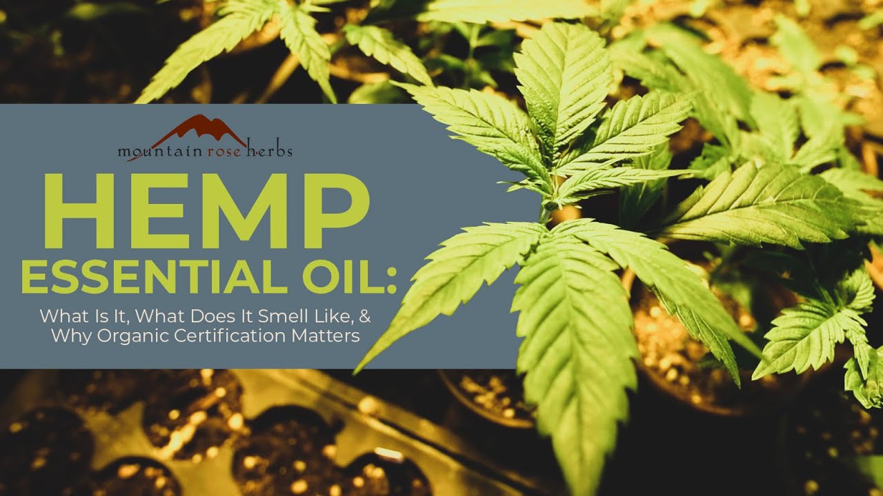 Hemp Essential Oil What Is It, What Does It Smell Like, & Why Organic