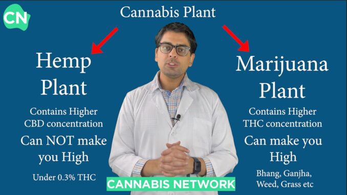 Ep01 What Is Cannabis In Hindi - Hemp Et Cetera